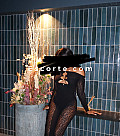 Laure07 - Girl escort Toulouse
